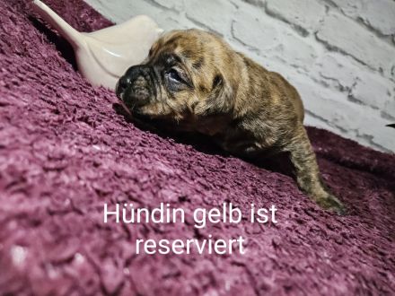 Boxer Labrador Mix Welpen abzugeben ab dem 06.12.2013