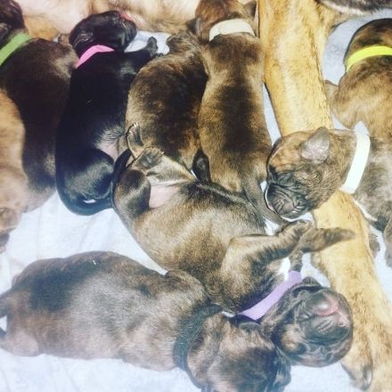 Boxer Labrador Mix Welpen abzugeben ab dem 06.12.2013