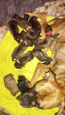 Boxer Labrador Mix Welpen abzugeben ab dem 06.12.2013