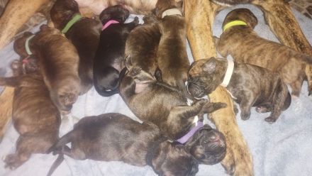 Boxer Labrador Mix Welpen abzugeben ab dem 06.12.2013