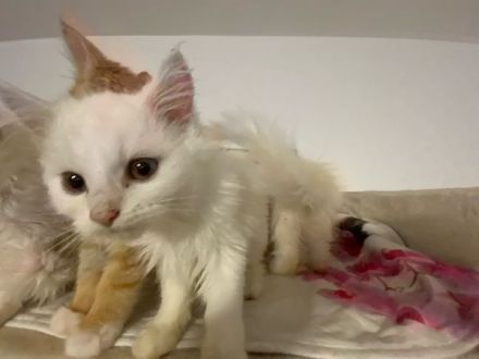 Zuckersüße Maine Coon Kittys