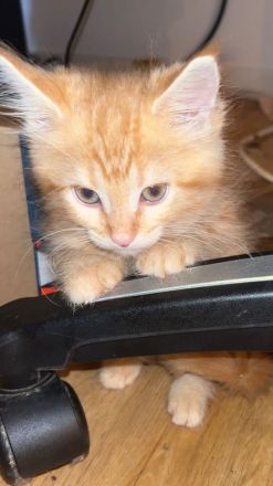 Zuckersüße Maine Coon Kittys