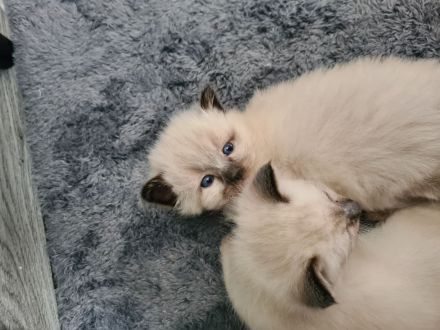 Reinrassige Siam Kitten blue point