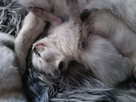 Reinrassige Siam Kitten blue point