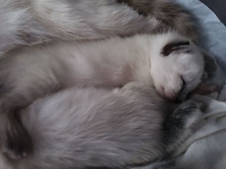 Reinrassige Siam Kitten blue point