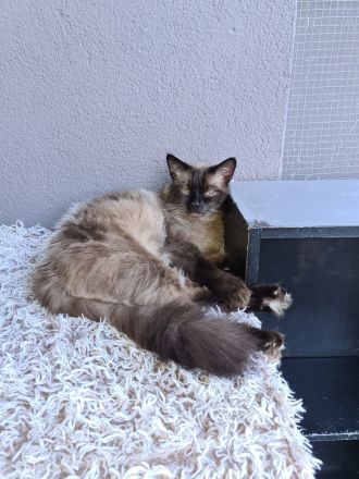 Reinrassige Siam Kitten blue point