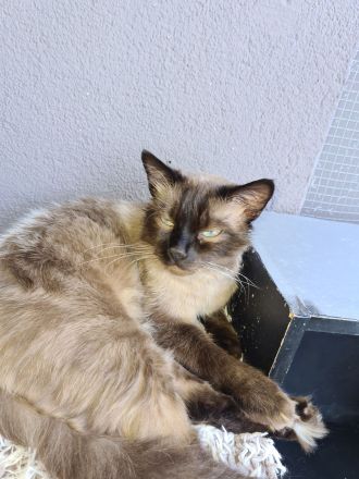 Reinrassige Siam Kitten blue point