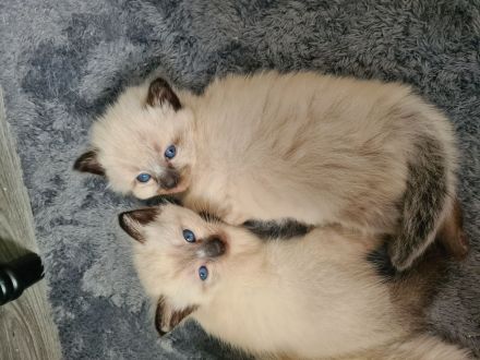 Reinrassige Siam Kitten blue point