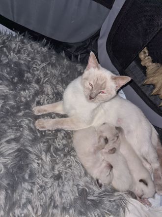 Reinrassige Siam Kitten blue point