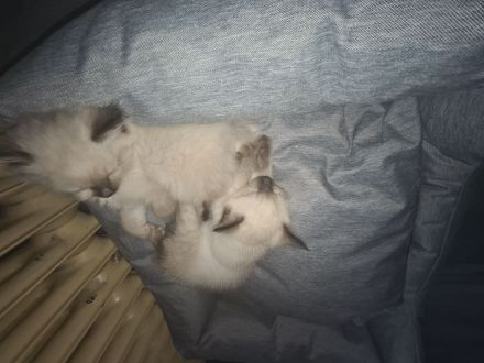 Reinrassige Siam Kitten blue point