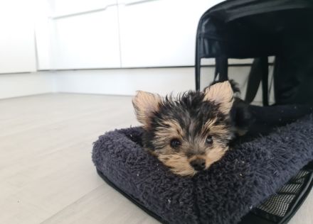 Yorkshire Terrier Welpe