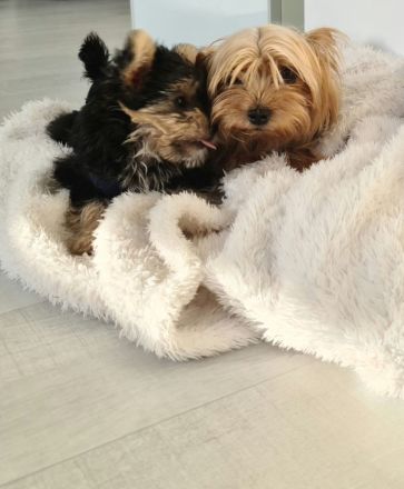 Yorkshire Terrier Welpe
