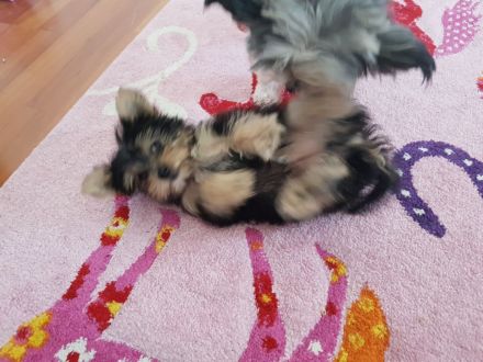 Yorkshire Terrier Welpe