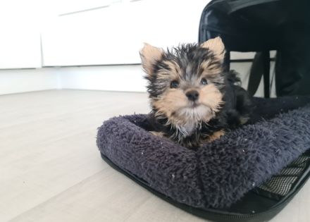 Yorkshire Terrier Welpe