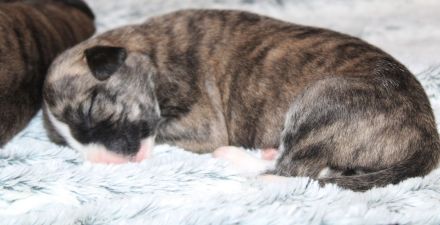 Whippet Welpen Whippet e.V./ VDH