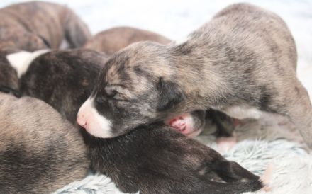 Whippet Welpen Whippet e.V./ VDH