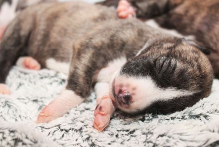 Whippet Welpen Whippet e.V./ VDH