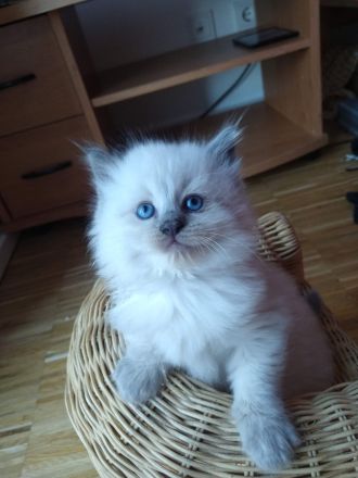 Reinrassige Ragdoll Kitten abzugeben