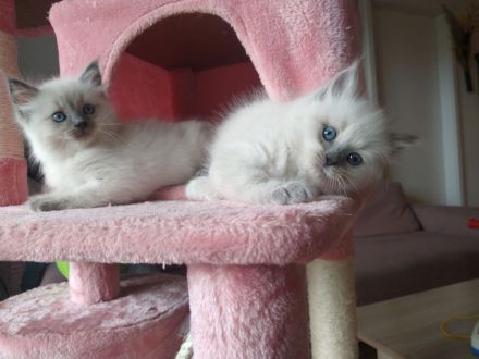 Reinrassige Ragdoll Kitten abzugeben