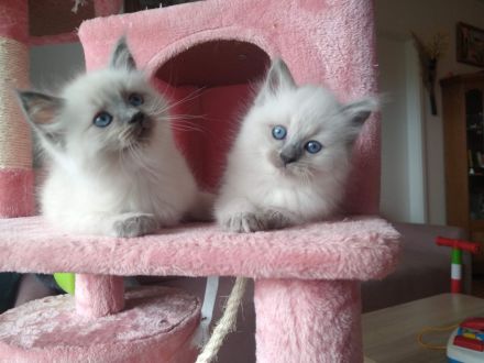 Reinrassige Ragdoll Kitten abzugeben