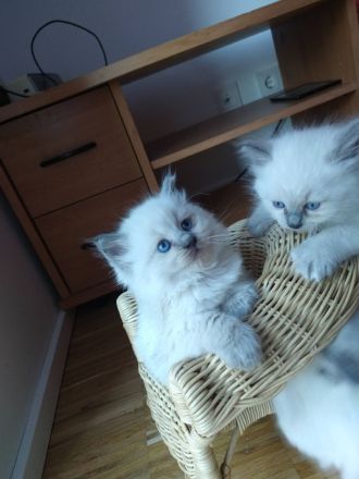 Reinrassige Ragdoll Kitten abzugeben