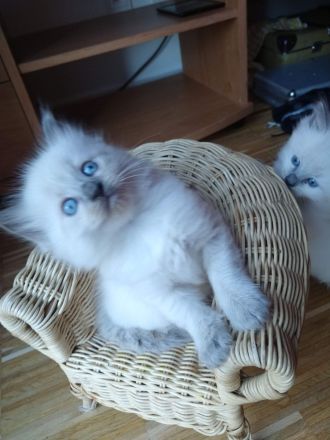Reinrassige Ragdoll Kitten abzugeben