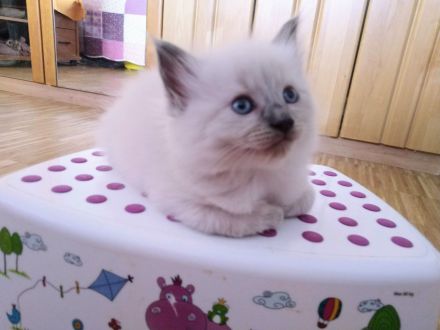 Reinrassige Ragdoll Kitten abzugeben