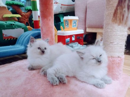 Reinrassige Ragdoll Kitten abzugeben