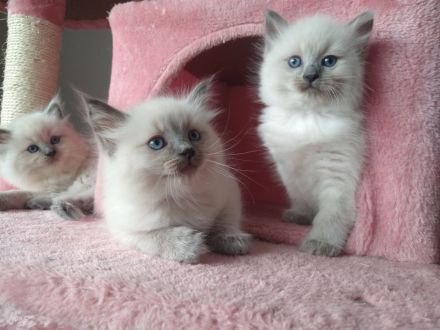 Reinrassige Ragdoll Kitten abzugeben