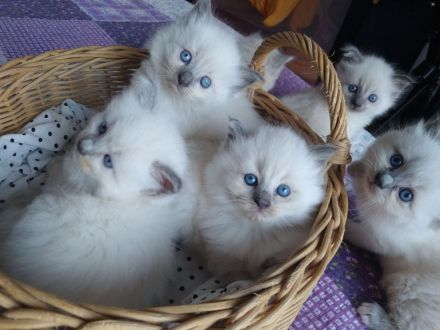 Reinrassige Ragdoll Kitten abzugeben