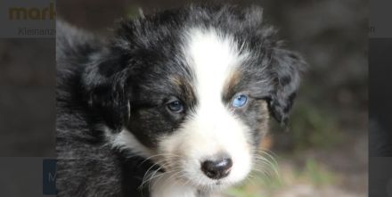 Candy Midi Australian Shepherd Welpe ab 10.09.