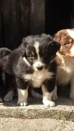 Candy Midi Australian Shepherd Welpe ab 10.09.