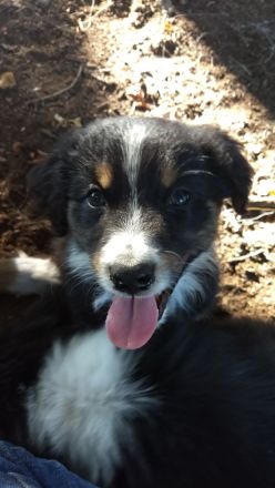 Candy Midi Australian Shepherd Welpe ab 10.09.