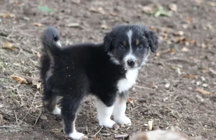 Candy Midi Australian Shepherd Welpe ab 10.09.