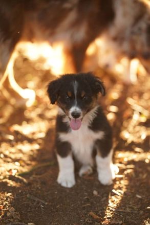 Candy Midi Australian Shepherd Welpe ab 10.09.