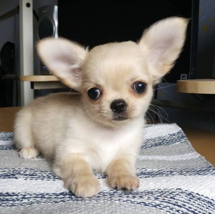 Chihuahua Welpen in KH und LH