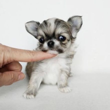 Chihuahua Welpen in KH und LH