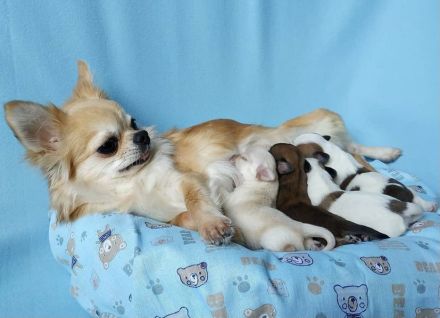 Chihuahua Welpen in KH und LH