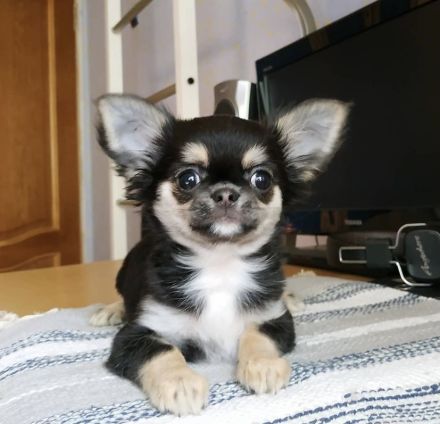 Chihuahua Welpen in KH und LH