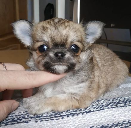 Chihuahua Welpen in KH und LH