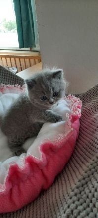 Britisch Kurzhaar Mädchen