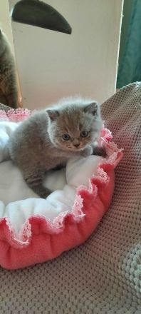 Britisch Kurzhaar Mädchen