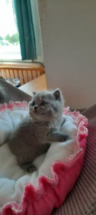 Britisch Kurzhaar Mädchen