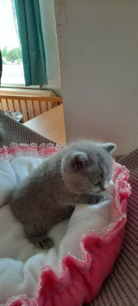 Britisch Kurzhaar Mädchen