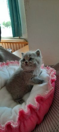 Britisch Kurzhaar Mädchen