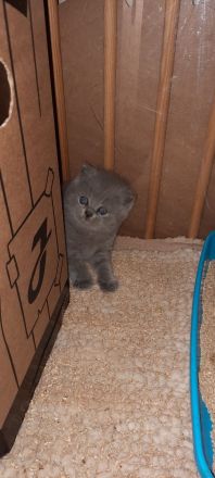 Britisch Kurzhaar Mädchen