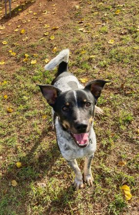 Chess und seine zweite Chance