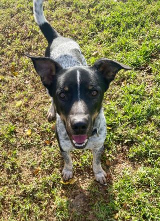 Chess und seine zweite Chance