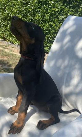 Welpen Black&Tan Coonhound