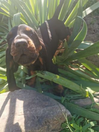 Welpen Black&Tan Coonhound